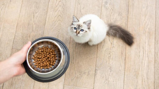 Cat food 2025 for pregnant cat